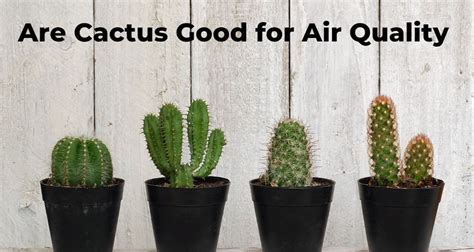 are cacti good for air quality